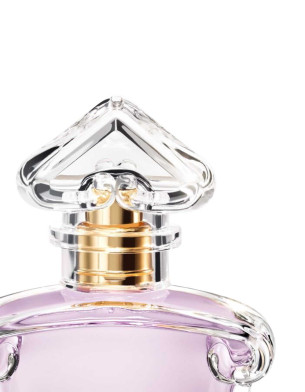 Insolence Edp